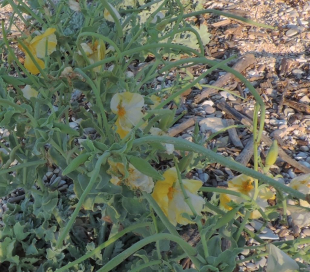 Scogli e sassi  con fiori gialli...Glaucium flavum